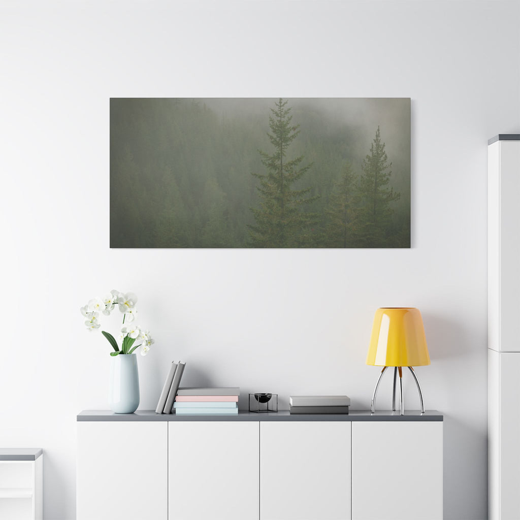 Fog in the Piney Greens – Squamish, BC