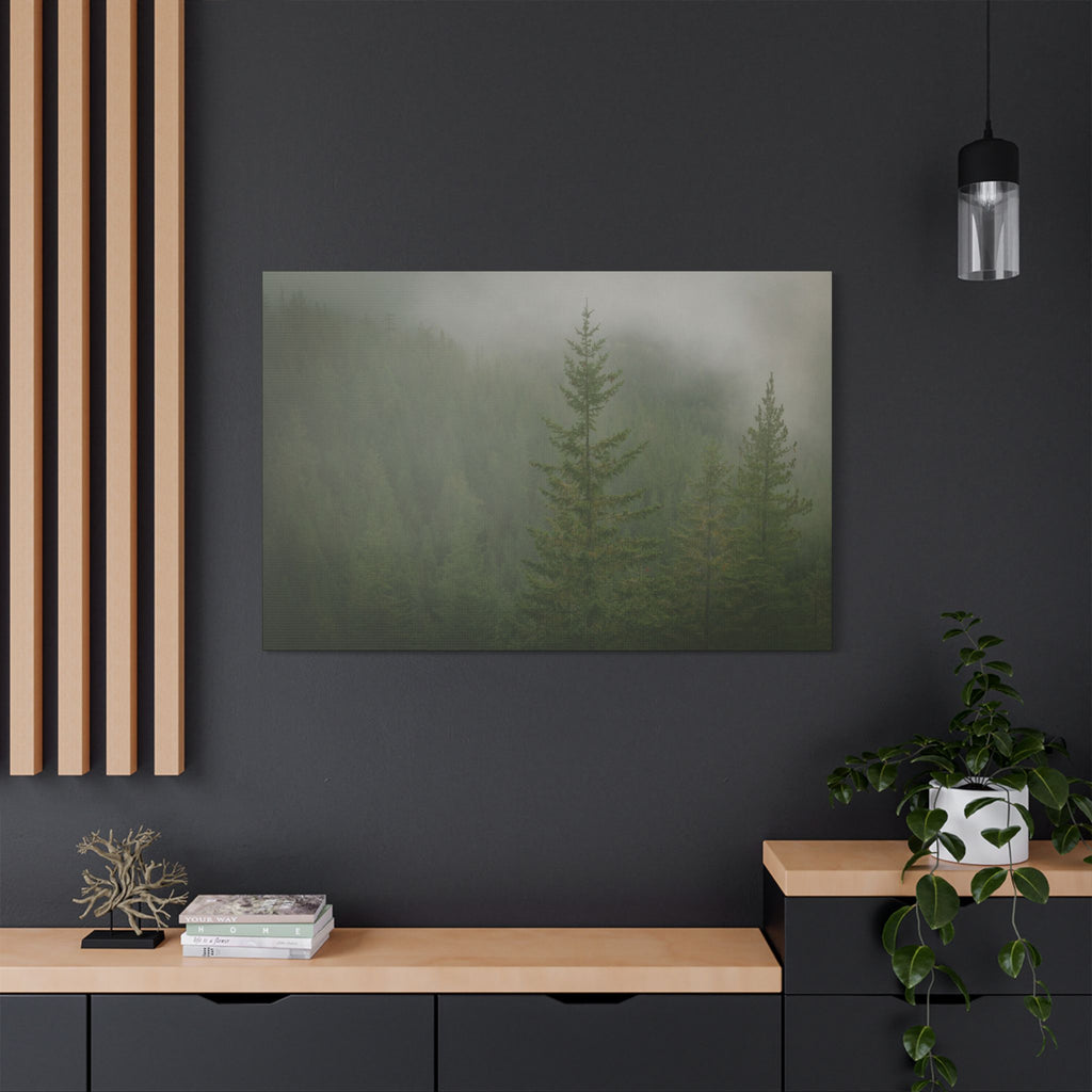 Fog in the Piney Greens – Squamish, BC
